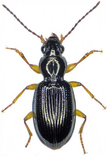 Sinechostictus stomoides